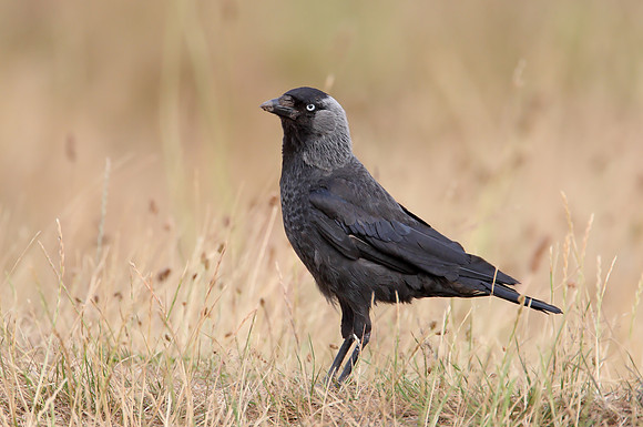Jackdaw
