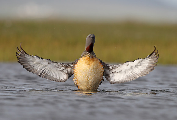 Red-throated Diver