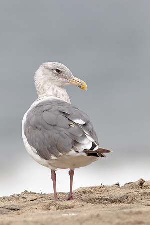 Western Gull