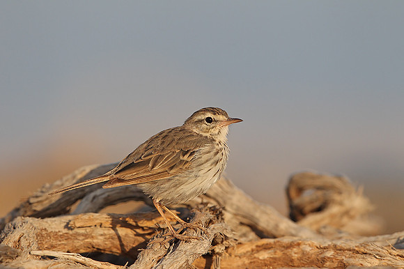 ​Berthelot's Pipit