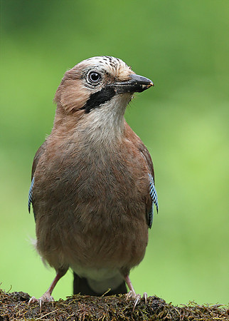 Jay
