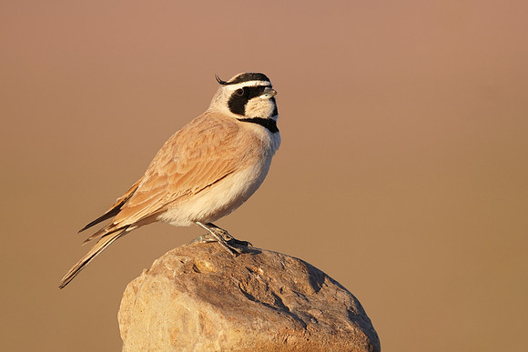 Temminck's Lark
