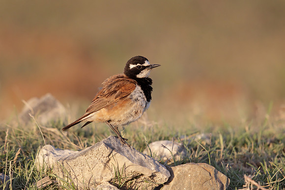 Capped Wheatear