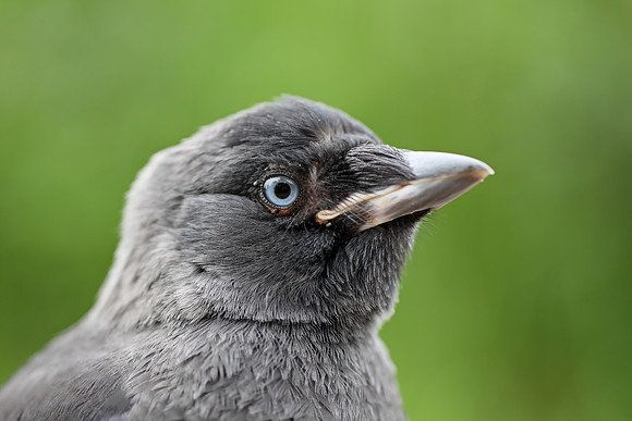 Jackdaw