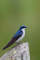 Tree Swallow