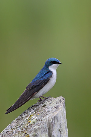 Tree Swallow