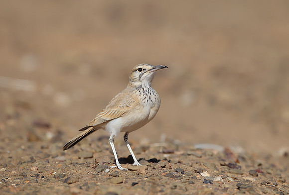 Hoopoe Lark