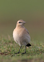 Isabelline Wheatear