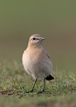Isabelline Wheatear