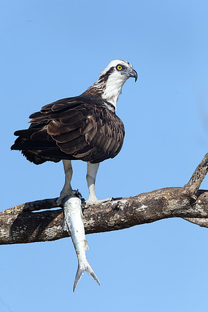 Osprey