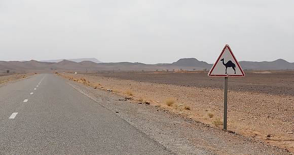 Beware of Camels!