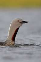 Red-throated Diver