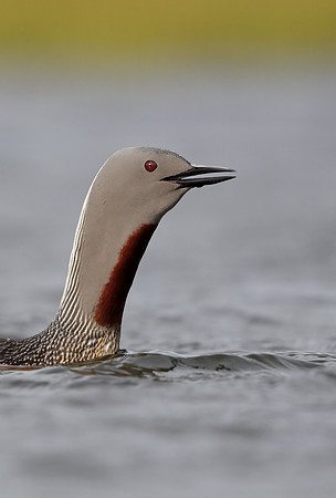 Red-throated Diver