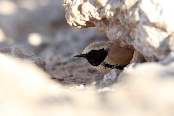 Desert Wheatear