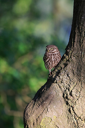 Little Owl