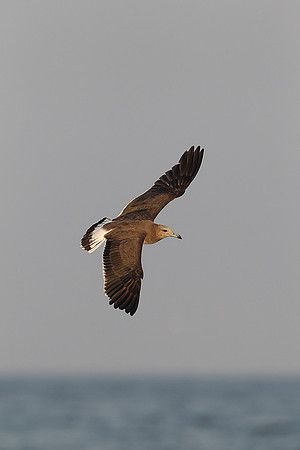 Sooty Gull