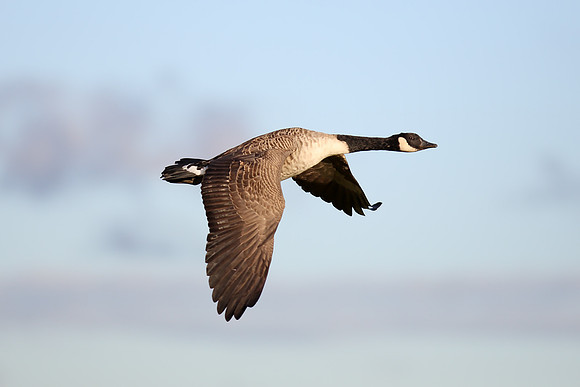 Canada Goose