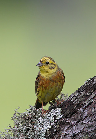 Yellowhammer