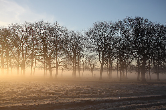 Wanstead Flats Plantation Sunrise
