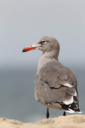 Heermann's Gull