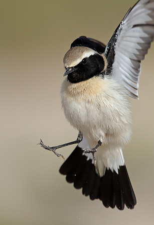 Desert Wheatear