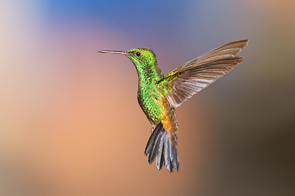 Copper-rumped Hummingbird