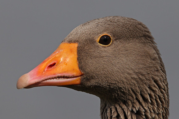 Greylag Goose