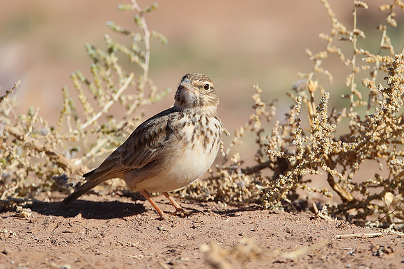 Crested Lark