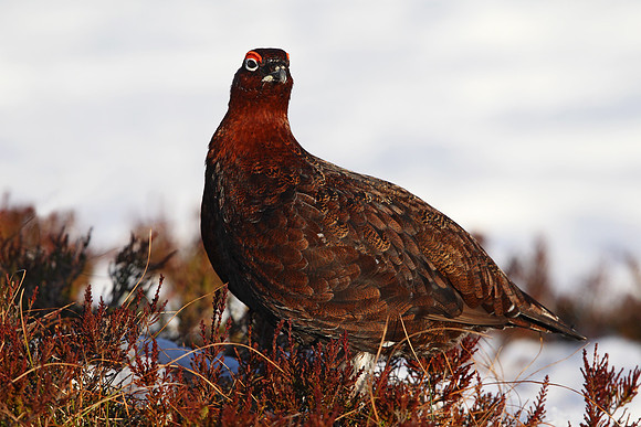 Red Grouse