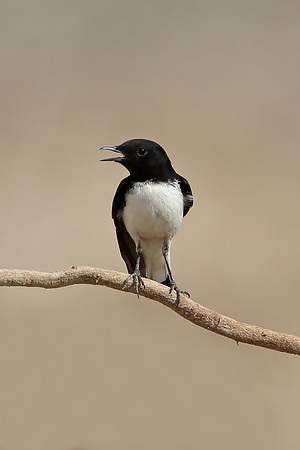 Hume's Wheatear