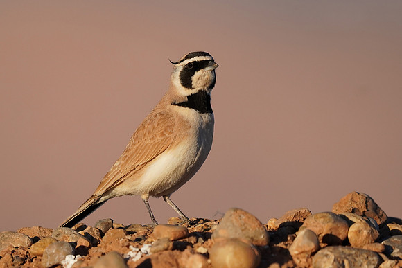 Temminck's Lark