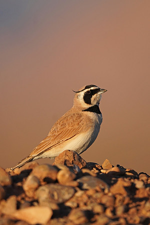 Temminck's Lark
