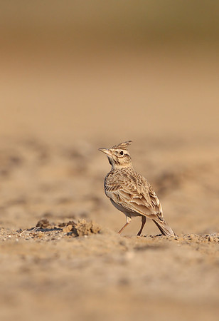 Crested Lark