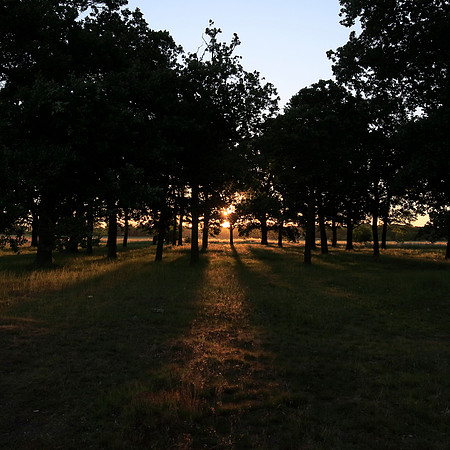 Wanstead Flats