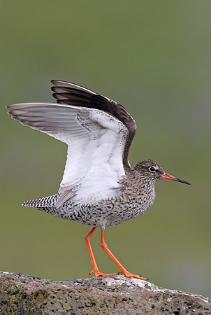 Redshank