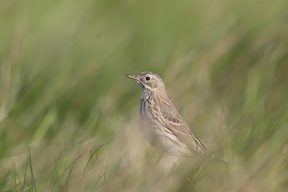Meadow Pipit