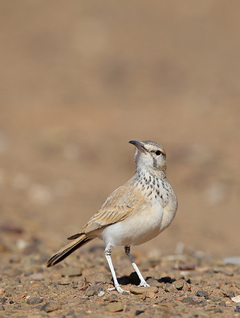 Hoopoe Lark