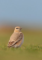 Isabelline Wheatear