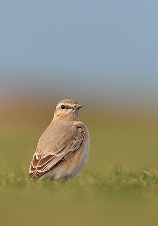 Isabelline Wheatear