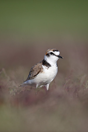 Kentish Plover