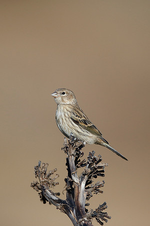 Atlantic Canary