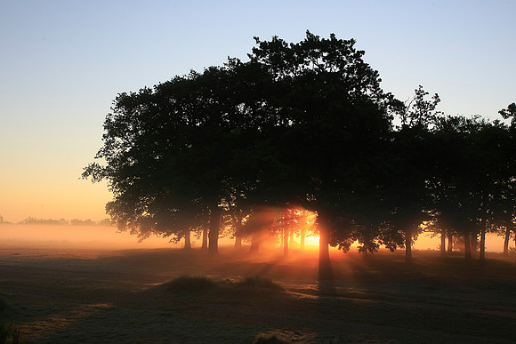 Wanstead Flats
