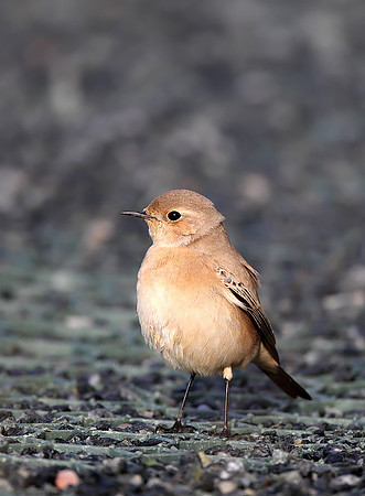 Desert Wheatear