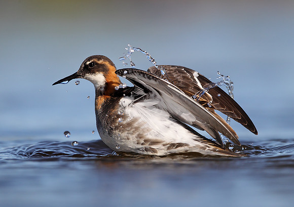 Red-necked Phalarope