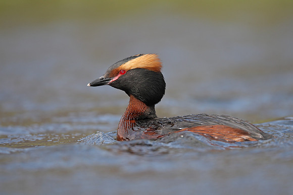 Slavonian Grebe