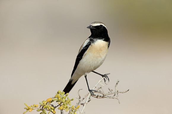 Desert Wheatear