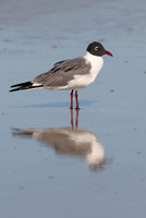 Gulls