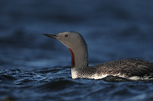 Red-throated Diver
