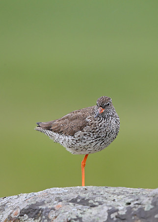 Redshank