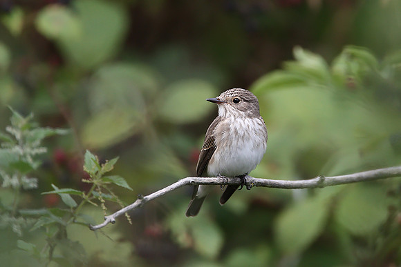 Spotted Flycatcher
